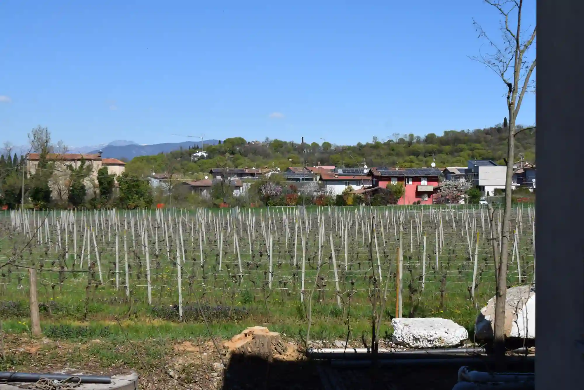 Filati di viti in azienda agricola tonolini